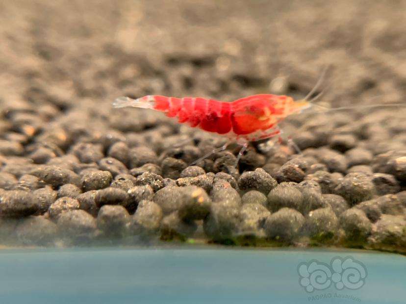 金眼红虎晶水晶虾-图4