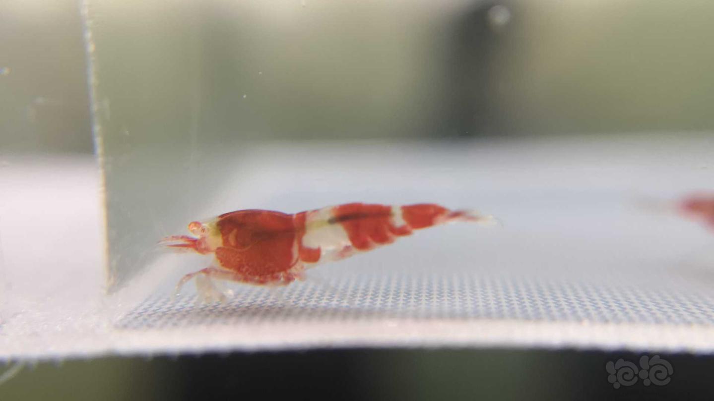 【虾】2019-07-28#RMB拍卖红金眼金刚琉璃体水晶虾5只-图15