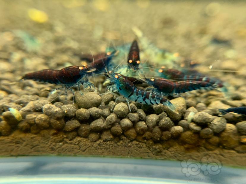 金眼蓝虎纹水晶虾-图3