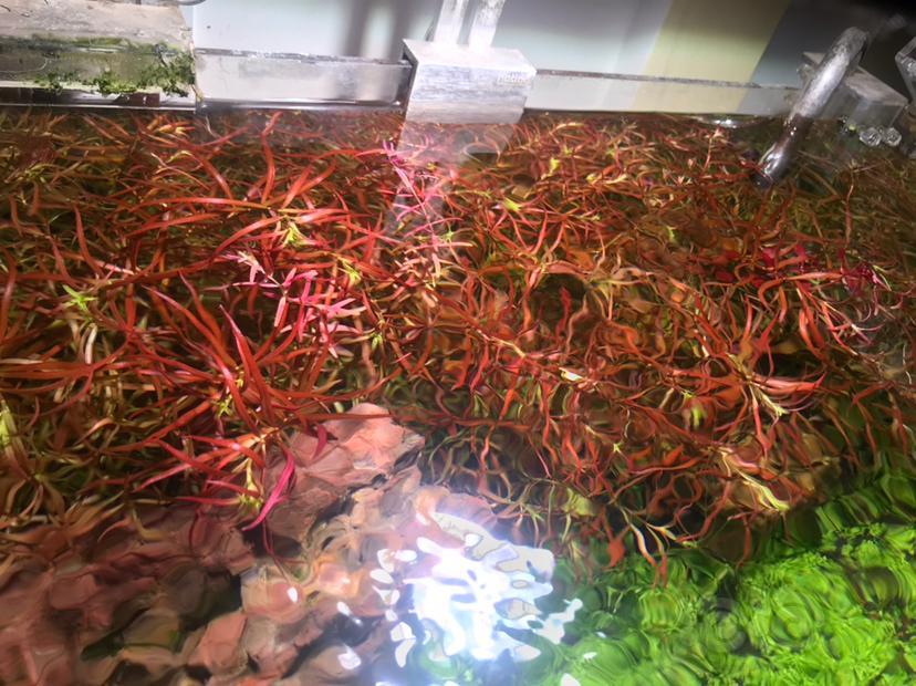 出大红梅50支发色还不错