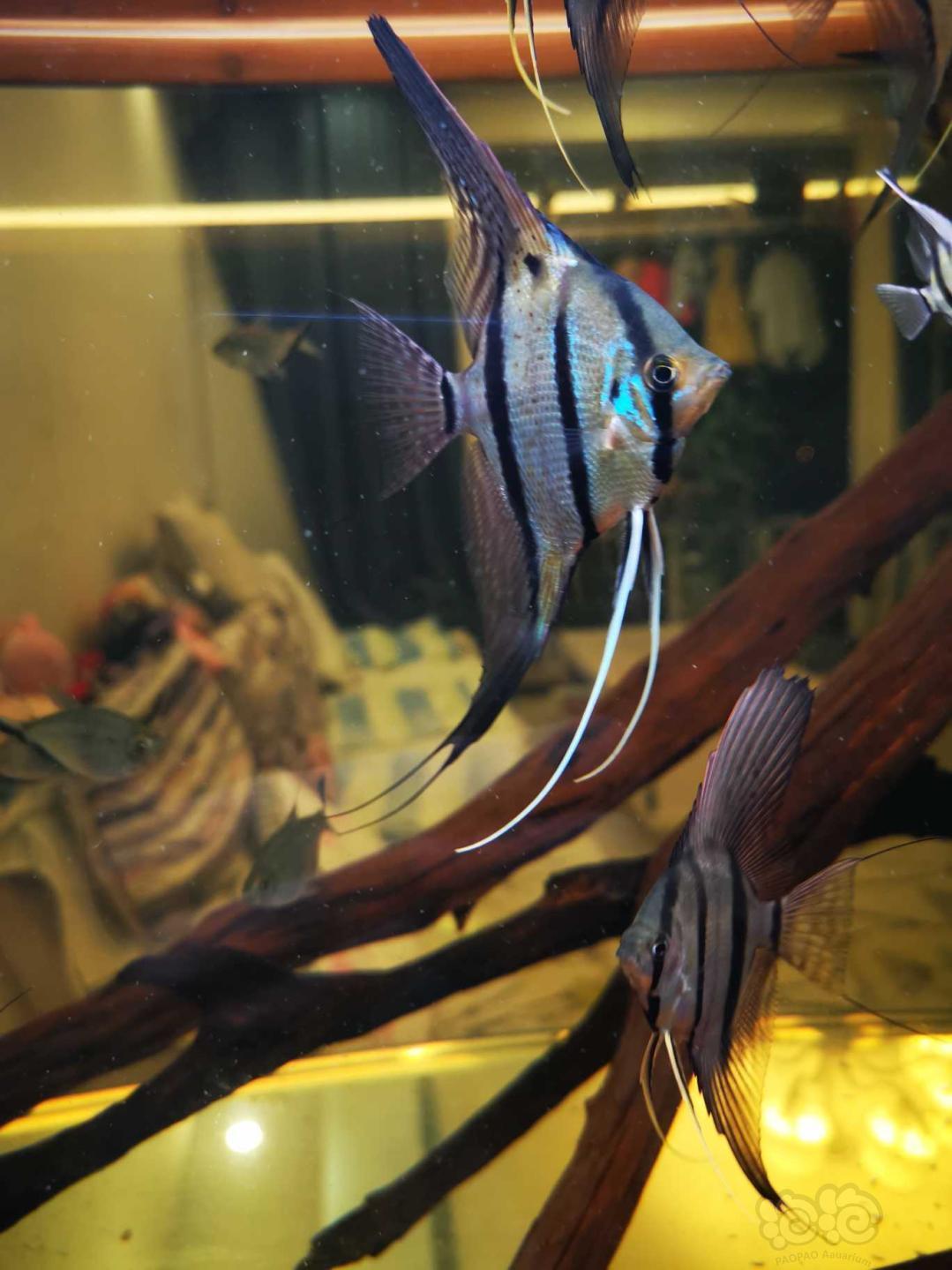 【神仙鱼】秀秀自己繁殖的秘鲁神仙鱼