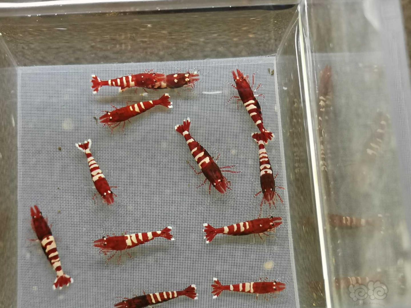 【虾】2019-07-31#RMB拍卖红姘头斑马繁殖组3公9母-图10