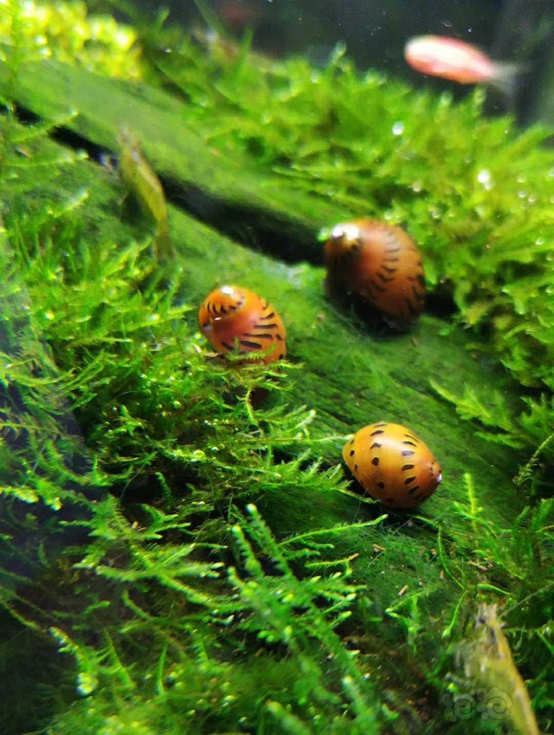 具有年代感的洋葱螺