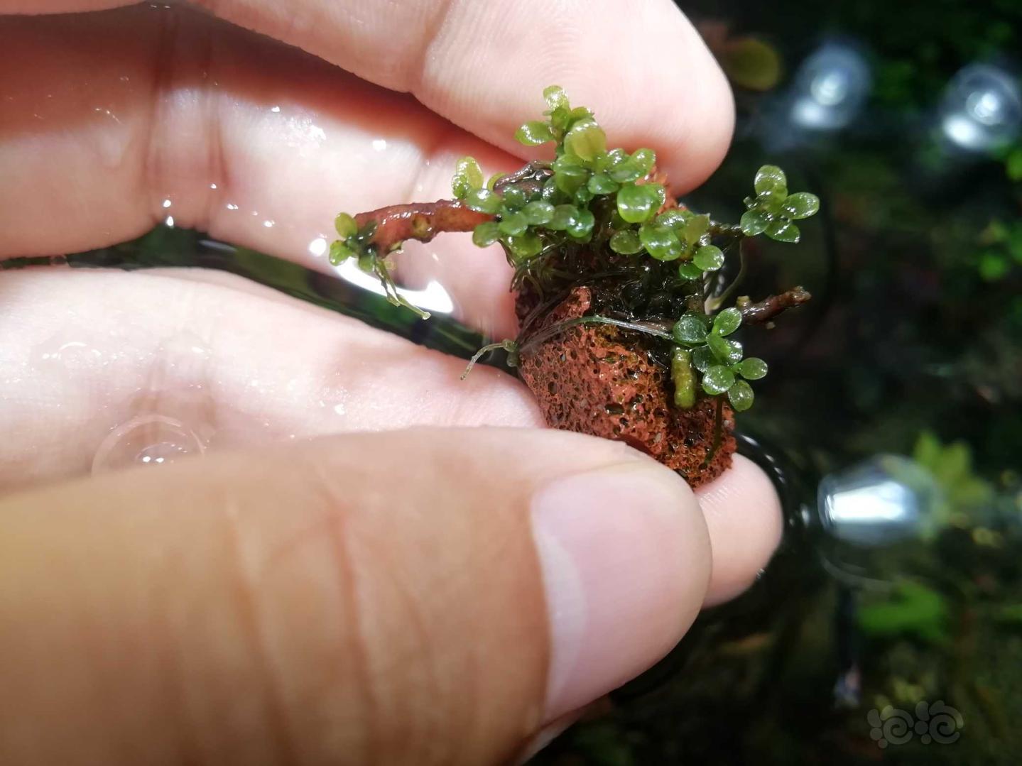 超级迷你辣椒榕