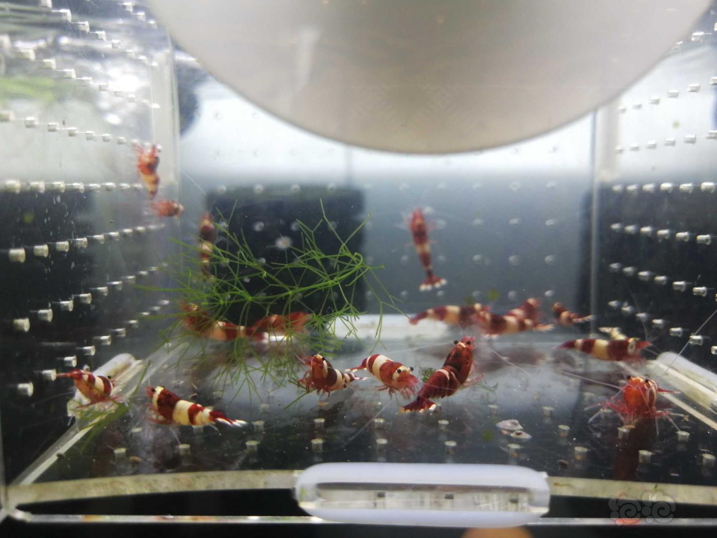 出酒红虾繁殖组-图1