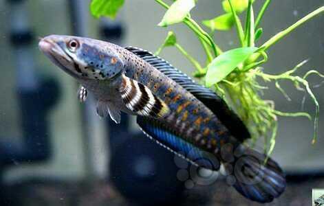 此特征可说是这类品种最佳的判断指标此鱼是生存在缅甸的the rakhine