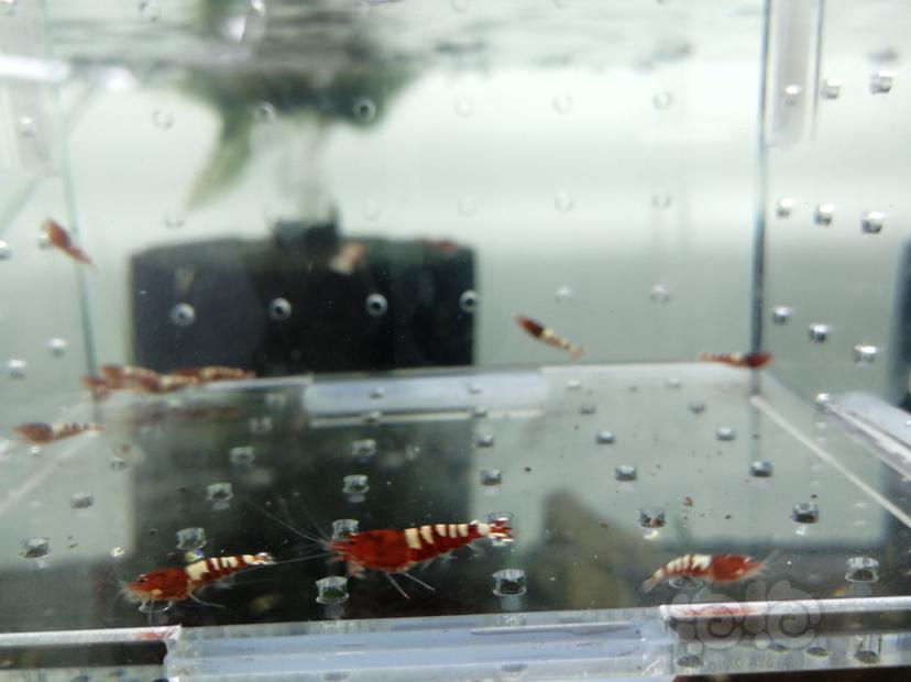 【虾】2019-07-06#RMB拍卖红斑马一份15只-图6