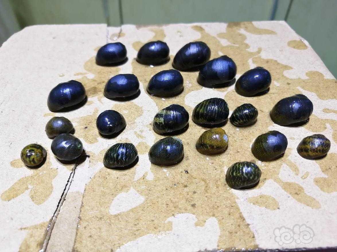 15元包邮45个彩蛋螺