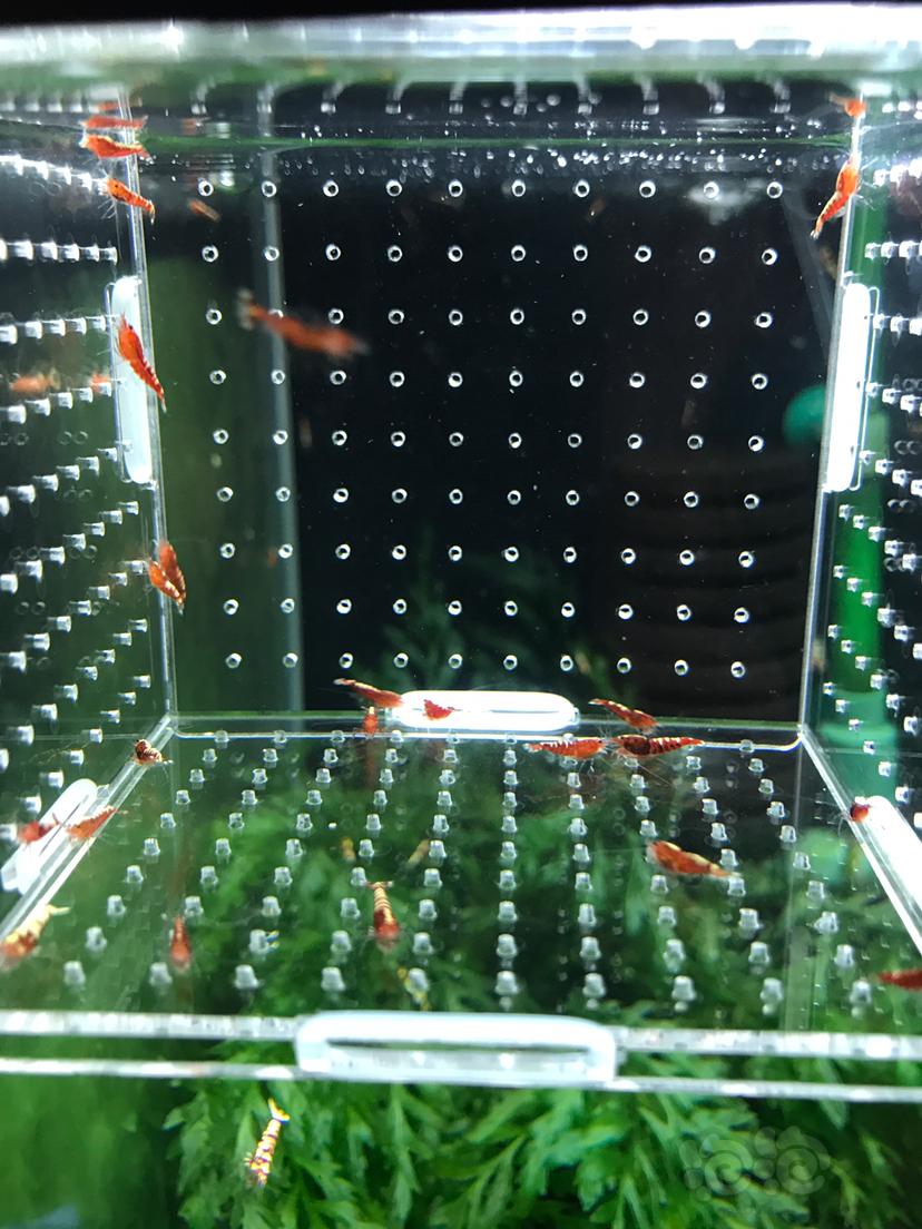 【虾】2019－7－27#RMB拍卖红银河25只小虾-图1