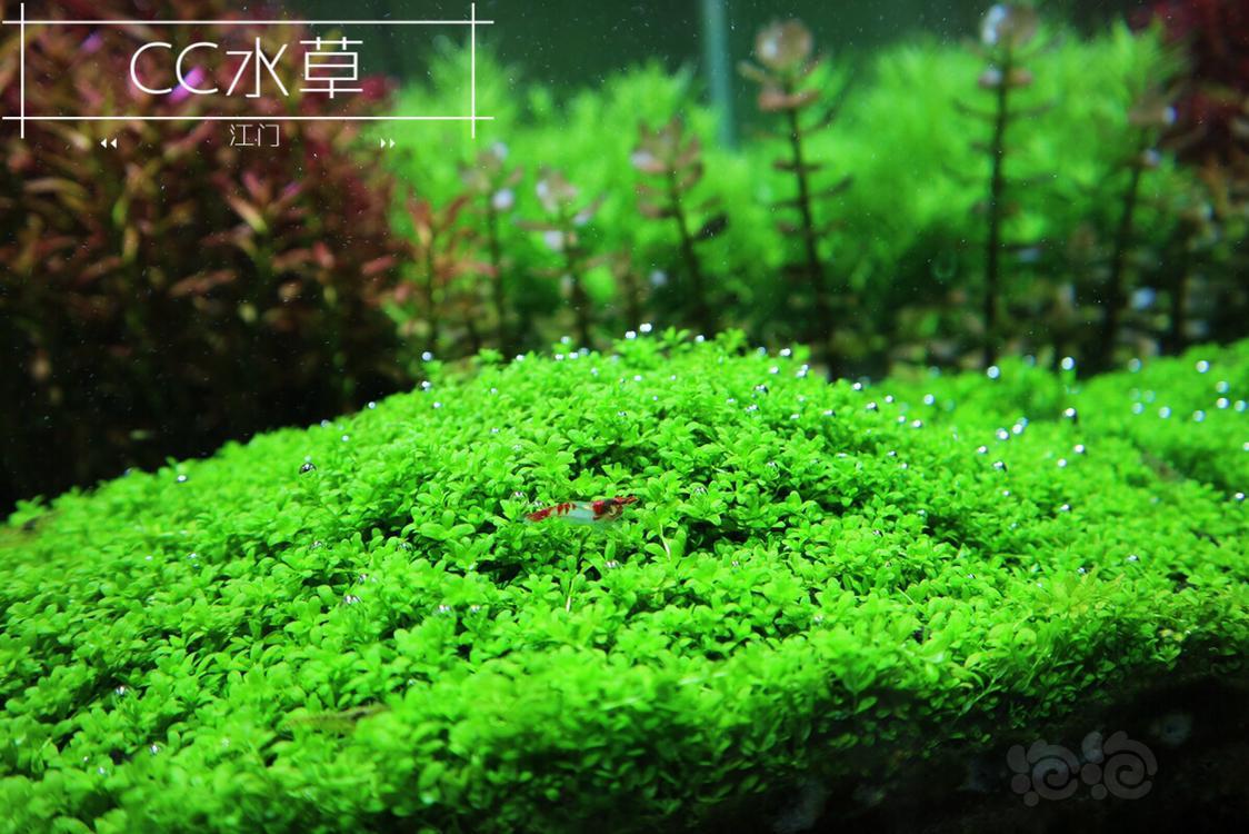 迷你矮珍珠漂亮到极致的前景草 泡泡水族