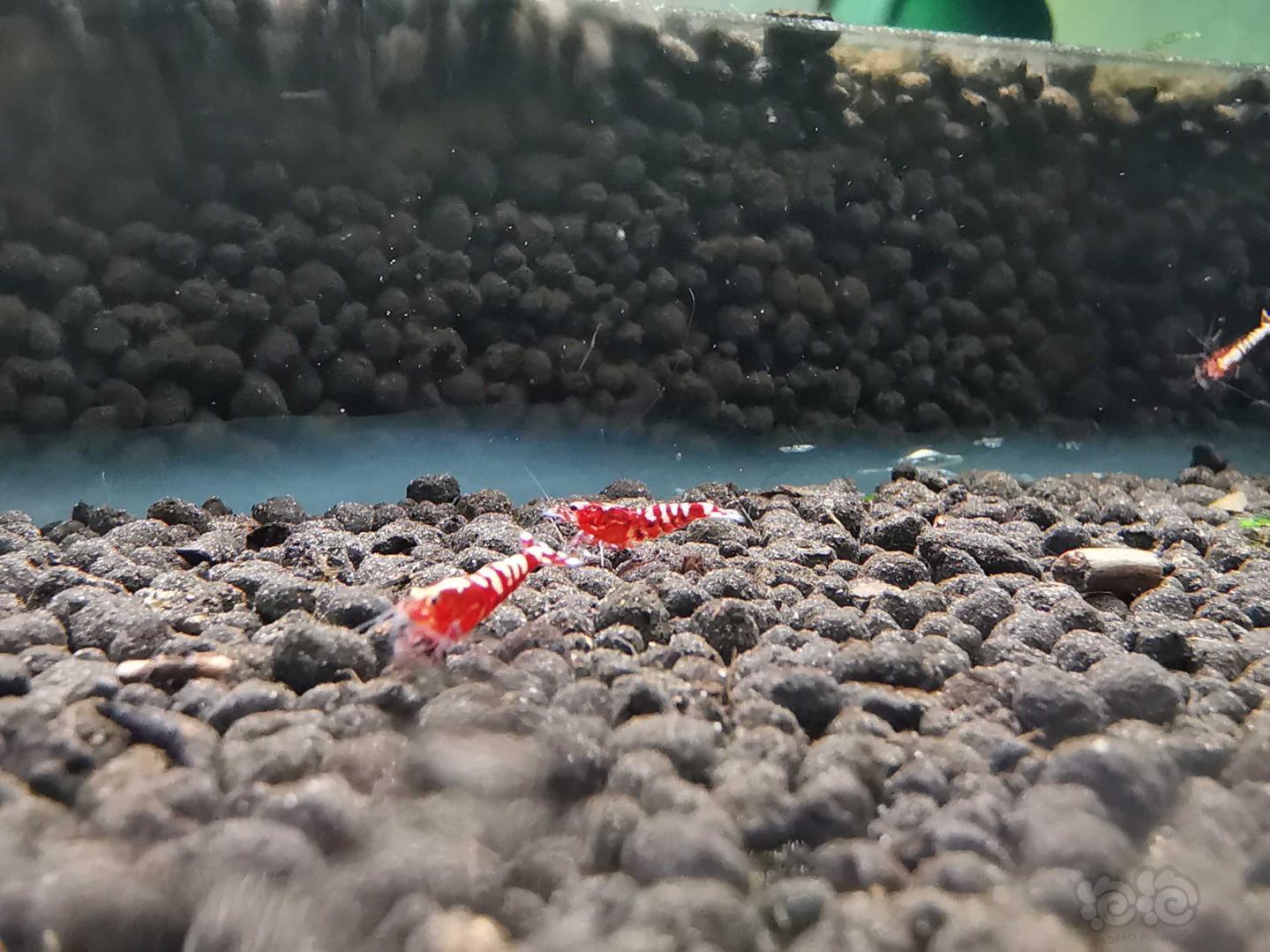 【虾】2019-07-18#RMB拍卖红银河苗子一组10个-图6