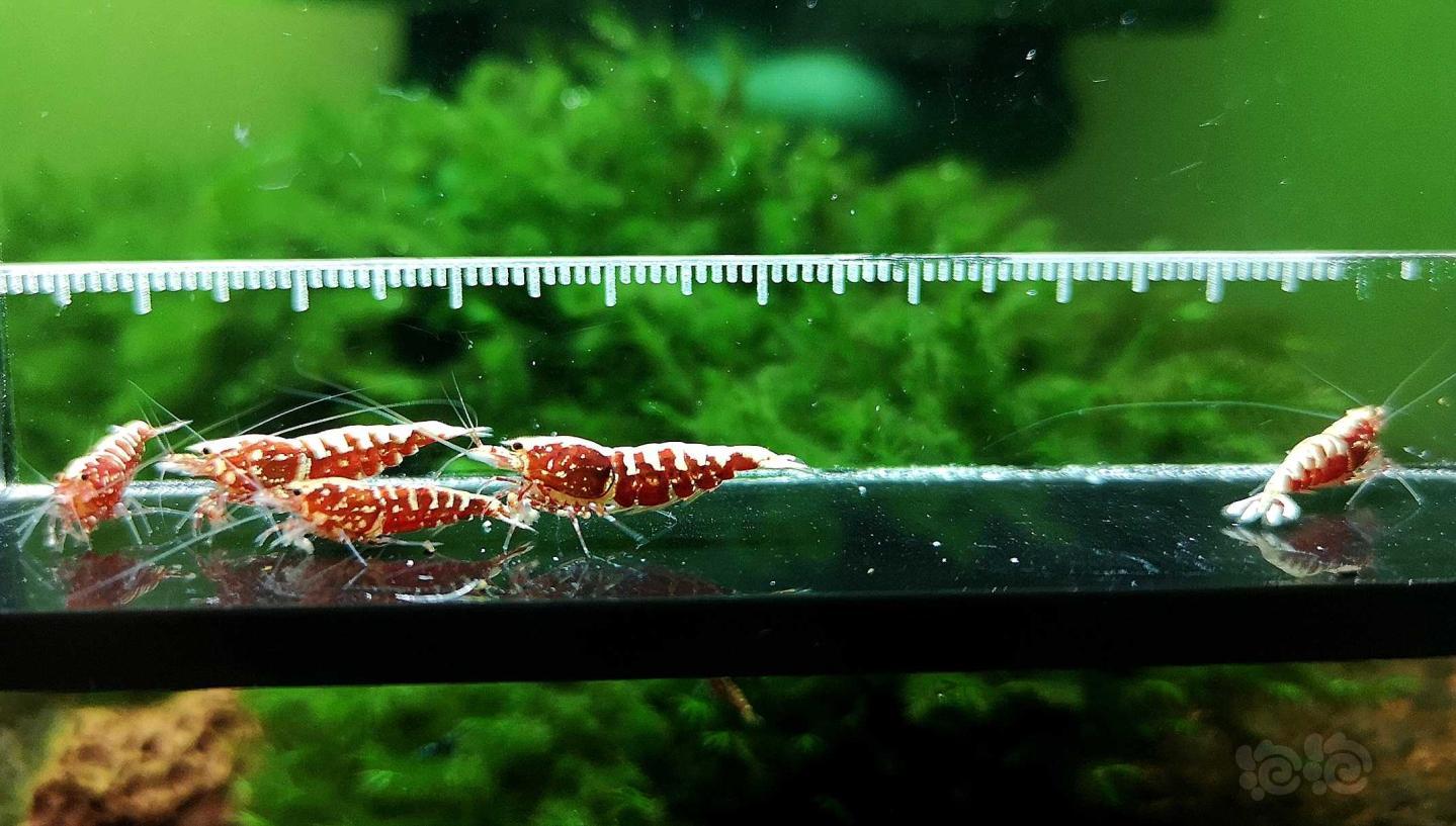 【虾】2019-7-6#RMB拍卖红银河鱼骨5只-图3