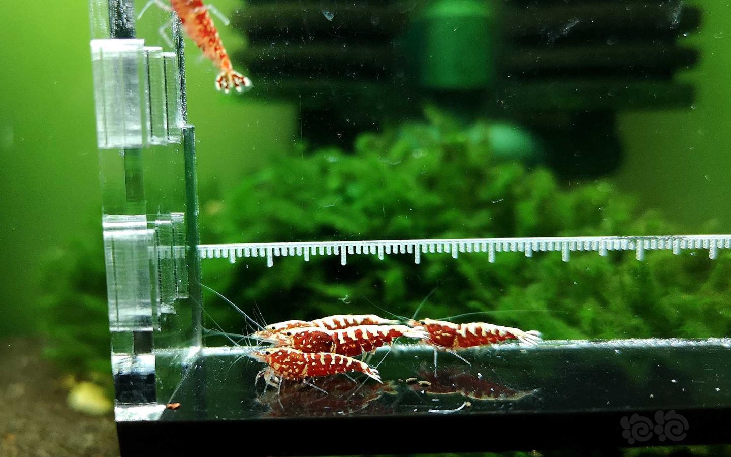 【虾】2019-7-6#RMB拍卖红银河鱼骨5只-图1