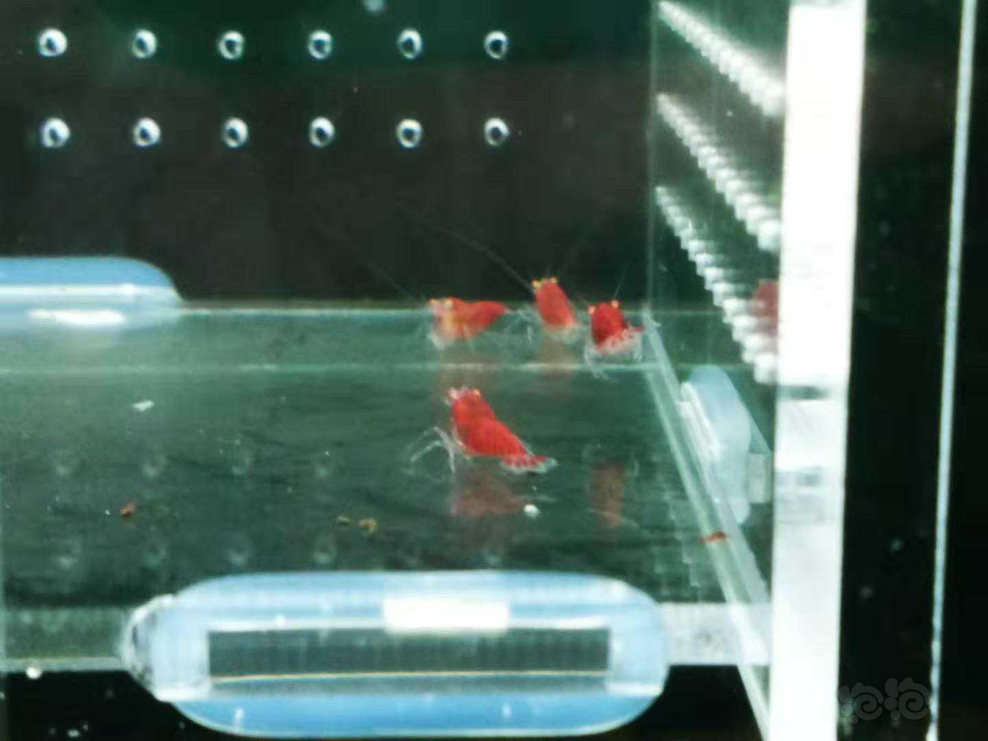 【虾】2019-7-19#RMB拍卖红金眼水晶虾6只-图2