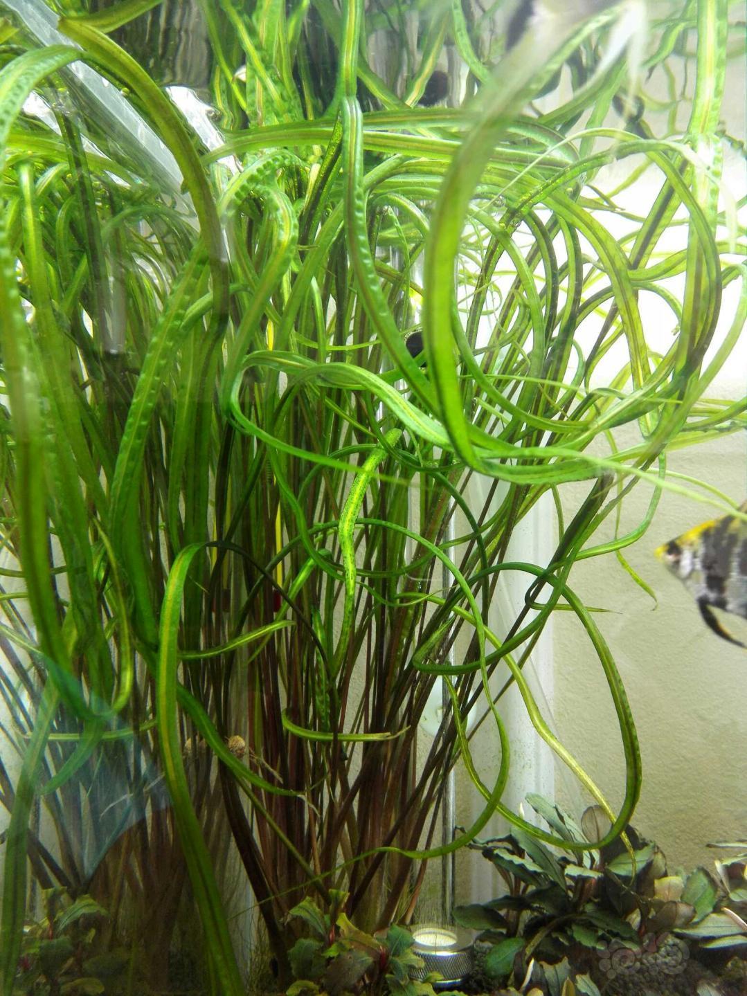 出喷泉椒草虎纹椒草