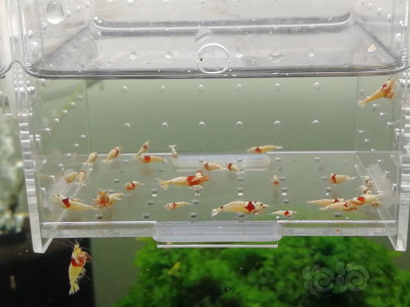 【虾】2019-07-15#RMB拍卖红白纯血白驱辉煌一份30只-图1