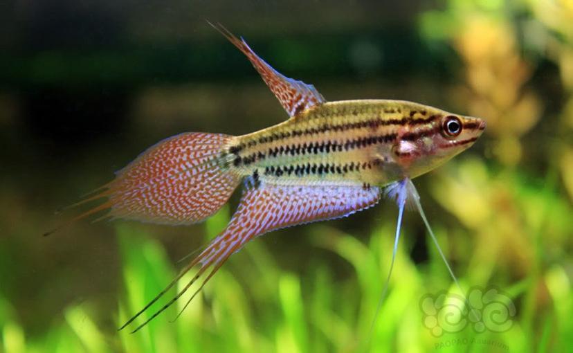 水怪百科,值得你关注短攀鲈三号选手,条纹短攀鲈vittata(拉丁文寓意