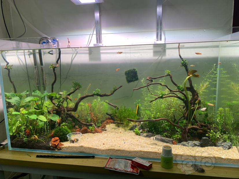 除了莫斯和水溶还有什么可以绑在沉木上 泡泡水族