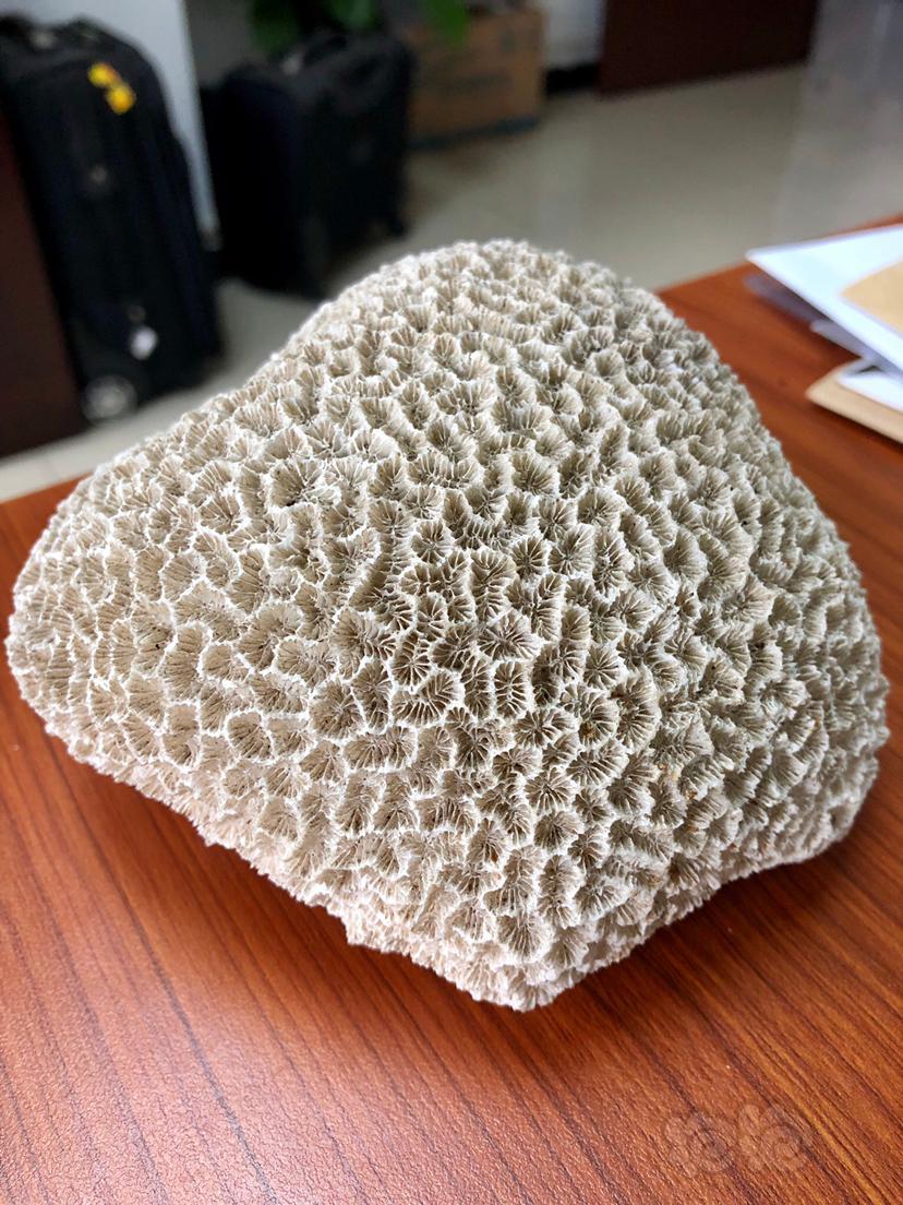 这块珊瑚石如何