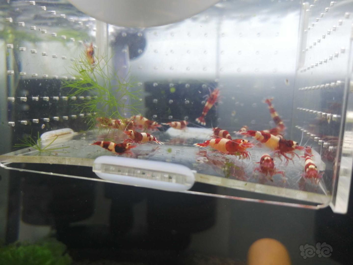 出酒红虾繁殖组-图8