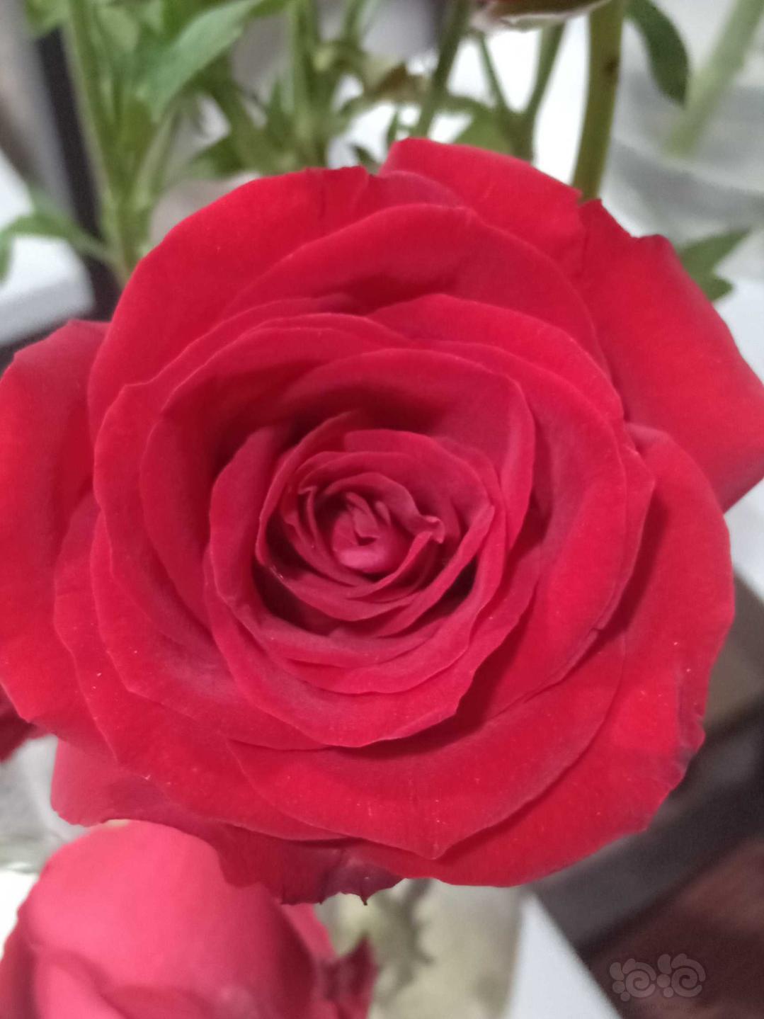 红玫瑰🌹之美。-图1