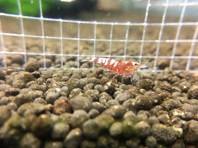 【虾】2019-07-19#RMB拍卖红银河水晶虾一份6只-图4
