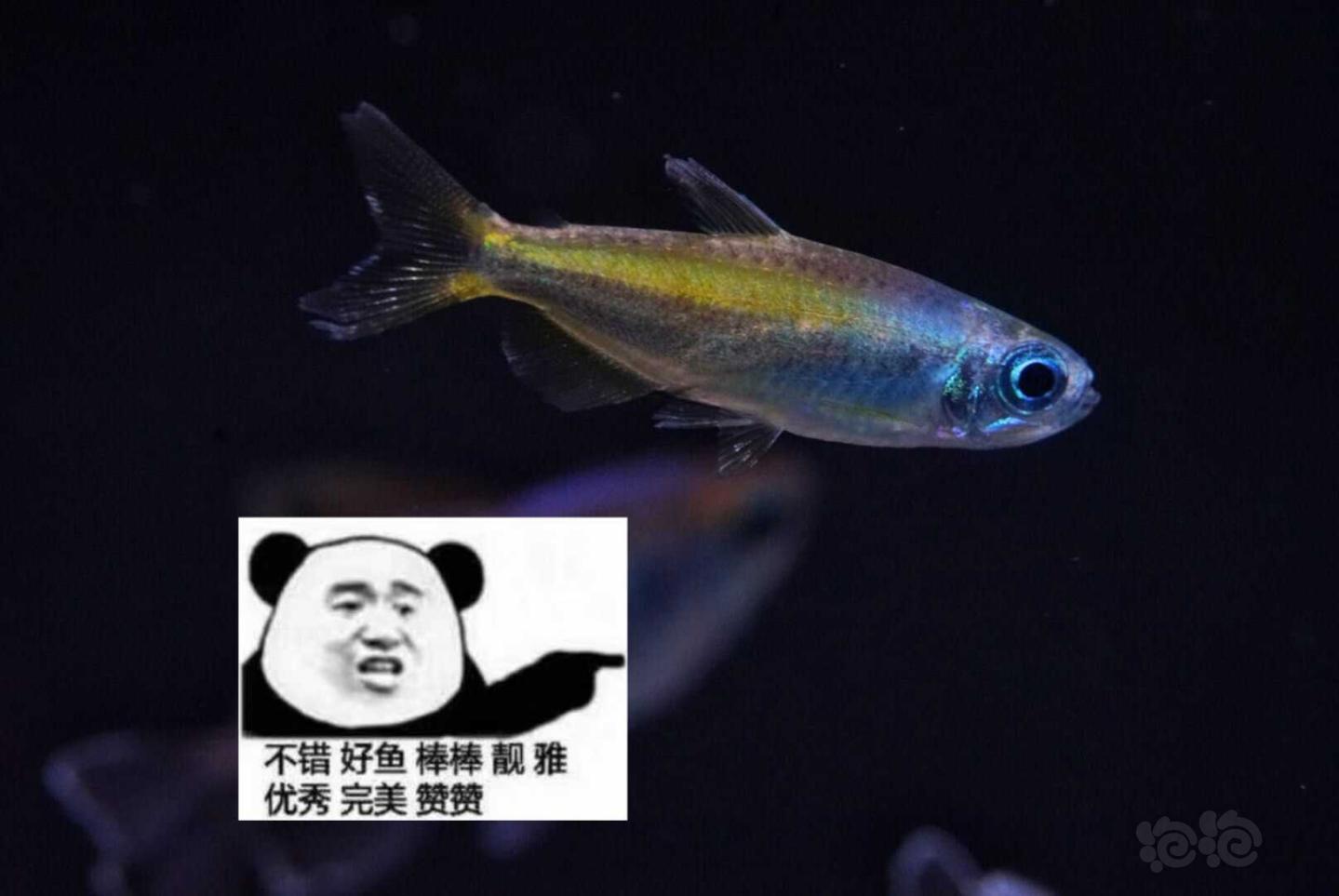 【热带鱼】福州当当水族前来报道，巴西野生灯鱼专卖店-图13