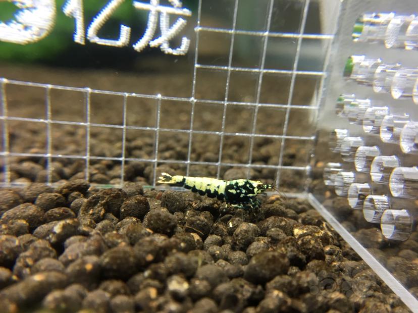 【虾】2019-07-19#RMB拍卖黑银河水晶虾一份12只-图7