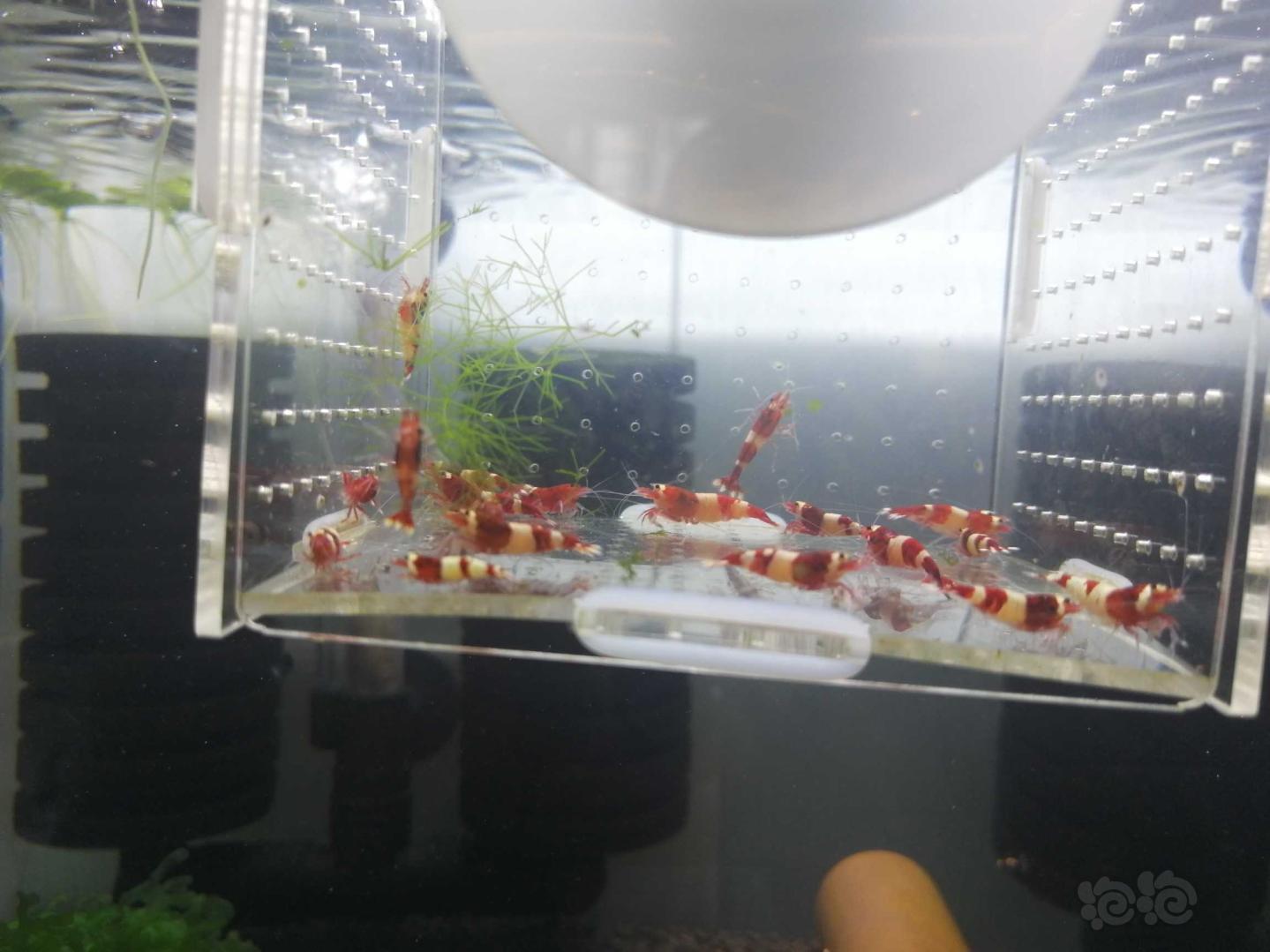 出酒红虾繁殖组-图4