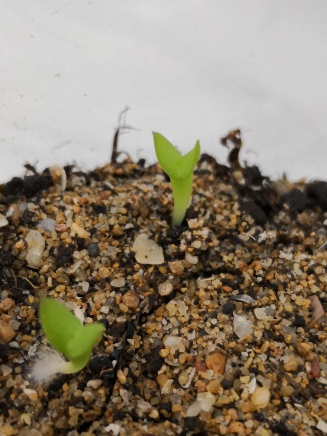 仙人掌朋友送了一包花籽以为是仙人球发芽了这到底是啥品种