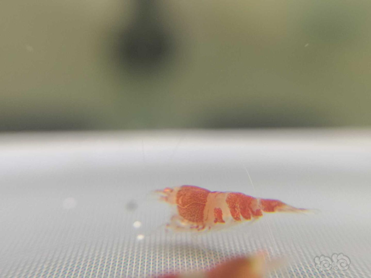 【虾】2019-07-28#RMB拍卖红金眼金刚琉璃体水晶虾5只-图1