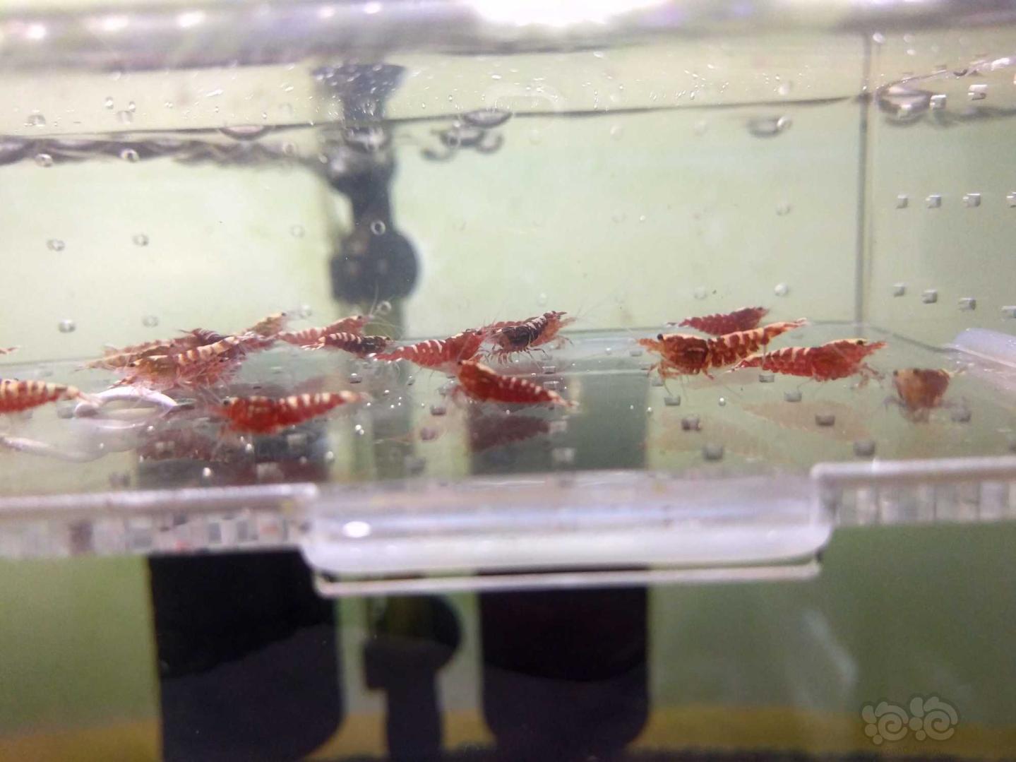 【虾】2019-7-23#RMB拍卖红银河公虾1份-图3