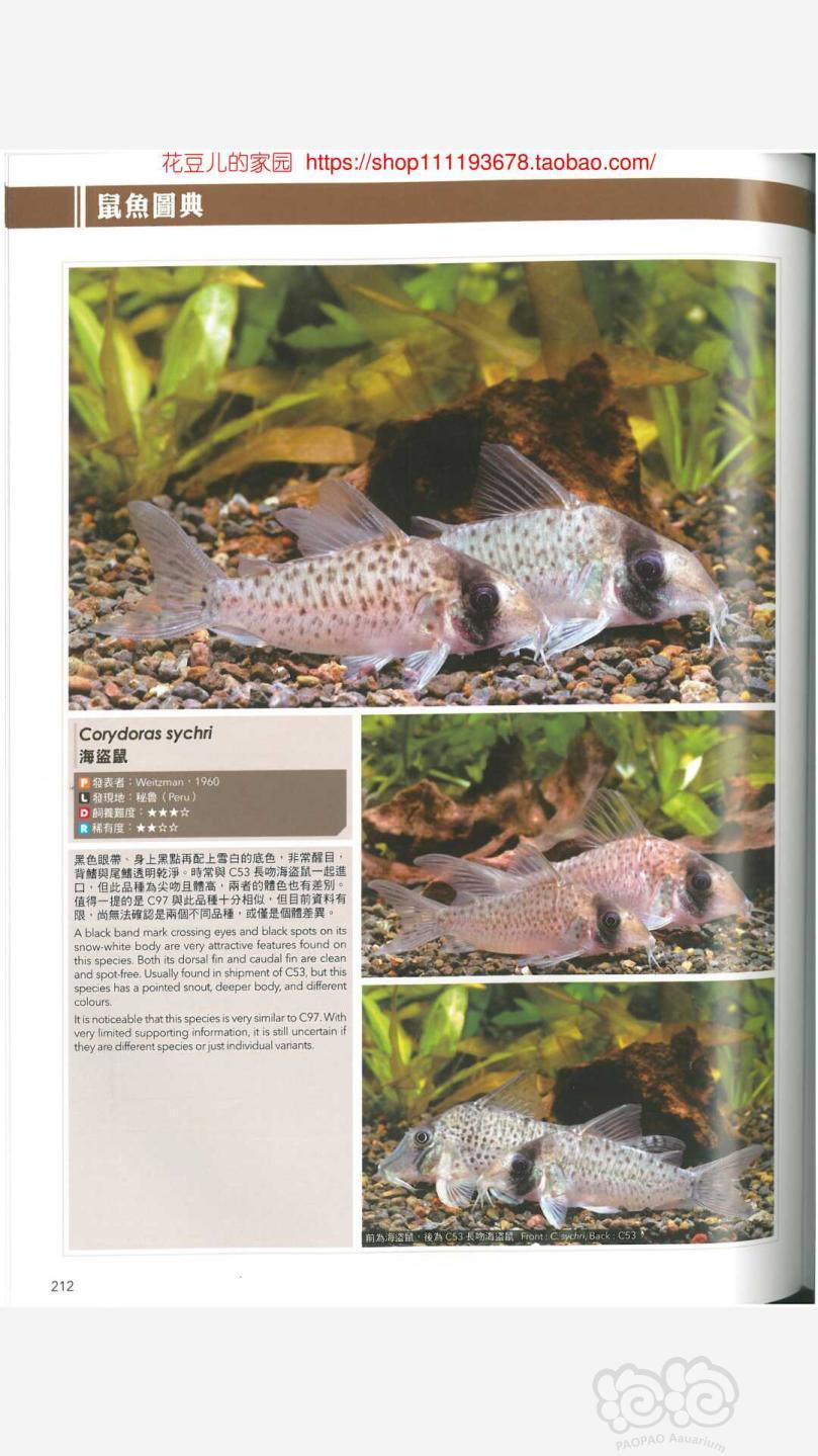 【鼠鱼】海盗来了,海盗鼠