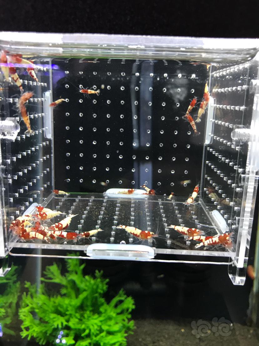 【虾】2019－7－27#RMB拍卖红姘头水晶虾40只-图3