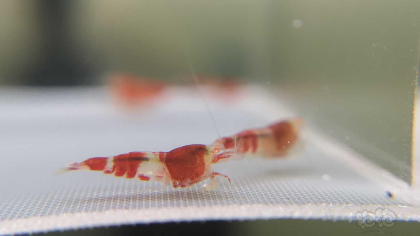 【虾】2019-07-28#RMB拍卖红金眼金刚琉璃体水晶虾5只-图8