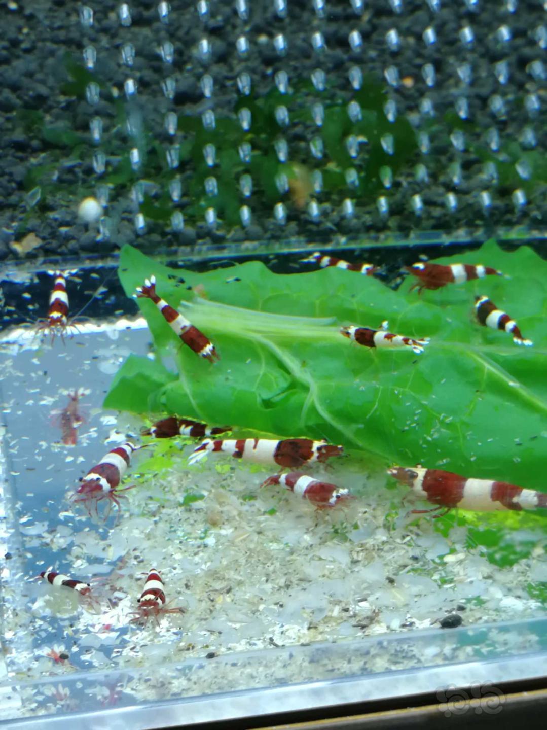酒红水晶虾……-图2