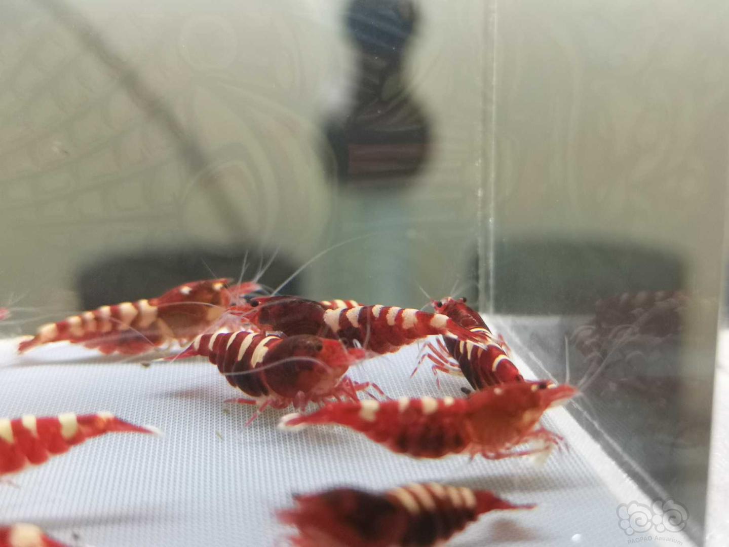 【虾】2019-07-31#RMB拍卖红姘头斑马繁殖组3公9母-图2