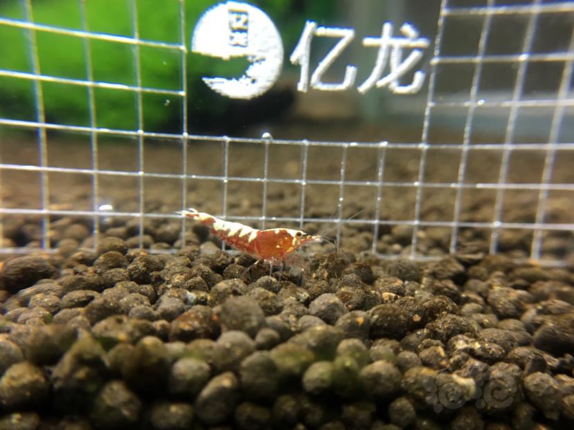 【虾】2019-07-19#RMB拍卖红银河水晶虾一份6只-图2