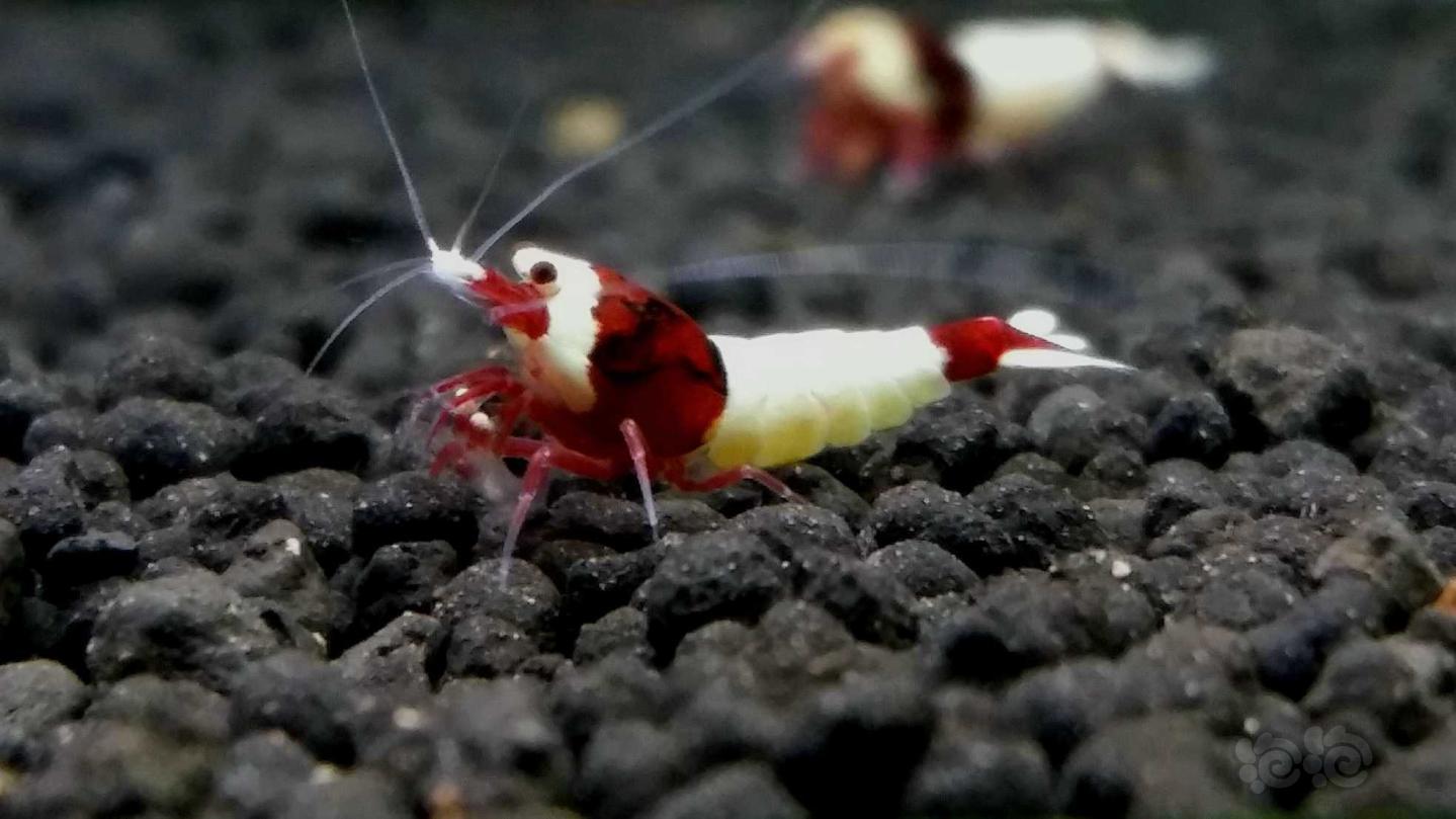 【虾】2019-07-24#RMB拍卖 系统种虾缸精选~酒红白躯-图5