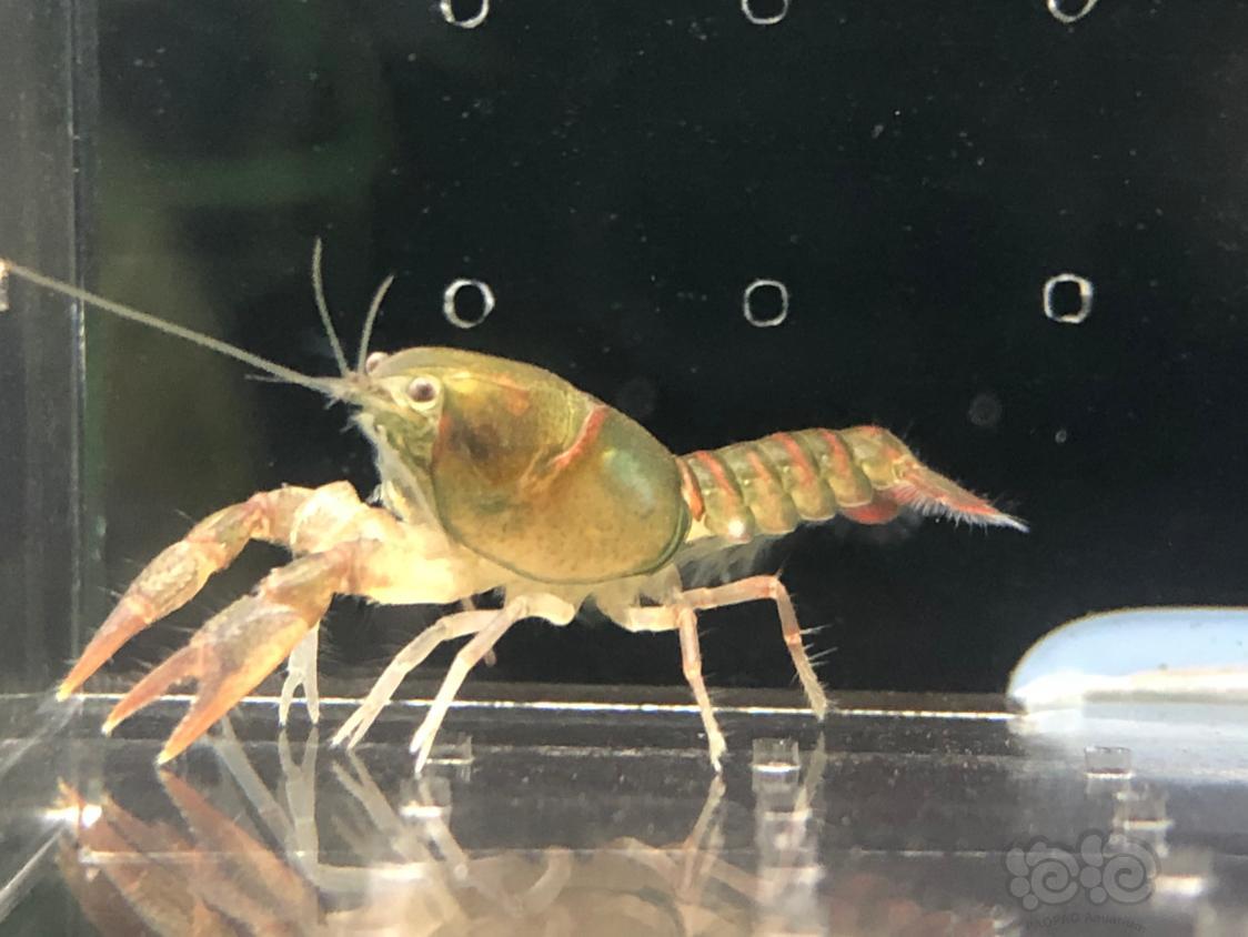 201977rmb拍卖侏儒恶魔鳌虾一对