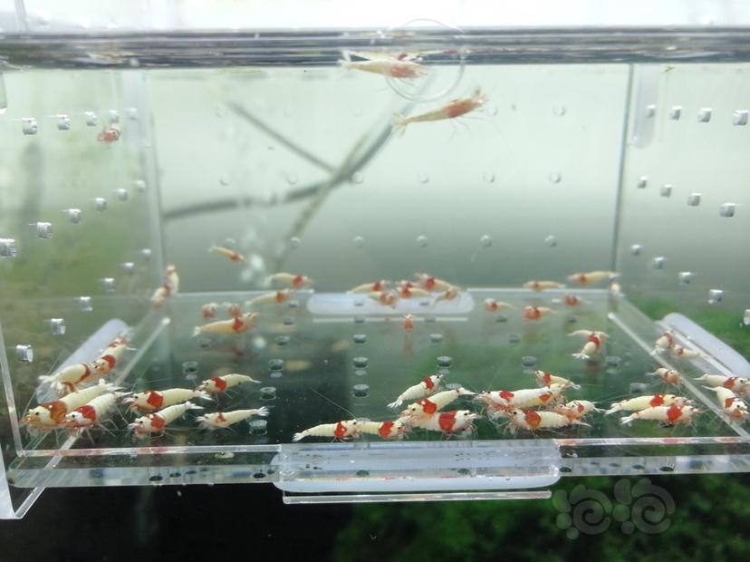 【虾】2019-07-27#RMB拍卖红白纯血白驱辉煌一份30只-图6