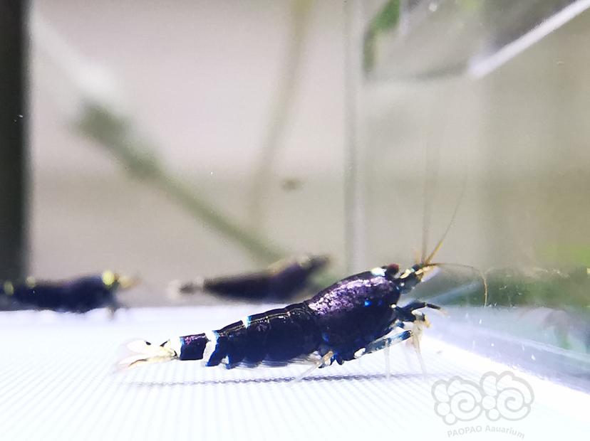 【虾】2019-7-25#RMB拍卖金属紫幼虾1份5只。-图1