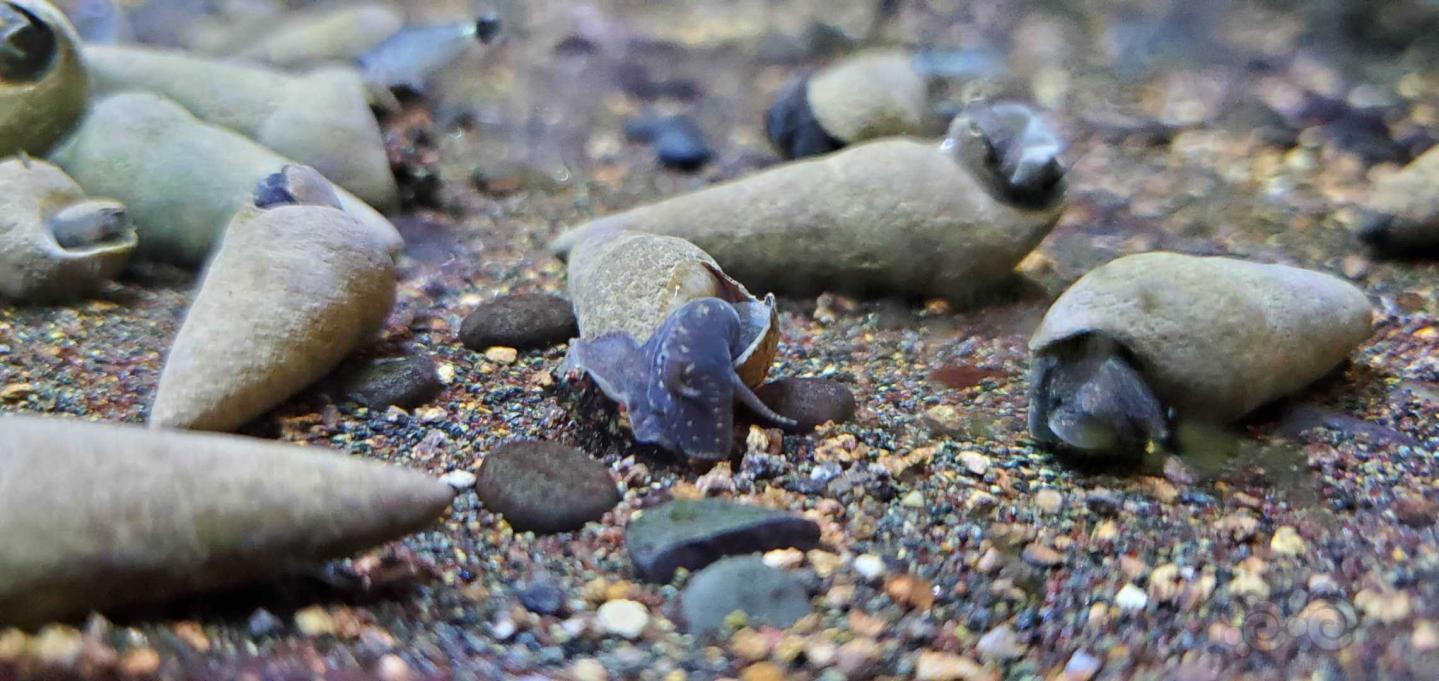 促销大号非洲巨网和普通橙兔螺巧克力兔螺