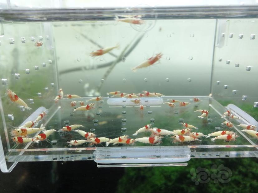 【虾】2019-07-27#RMB拍卖红白纯血白驱辉煌一份30只-图4