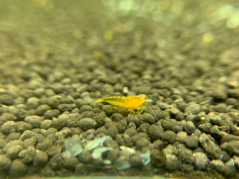 金眼黄金刚水晶虾-图2