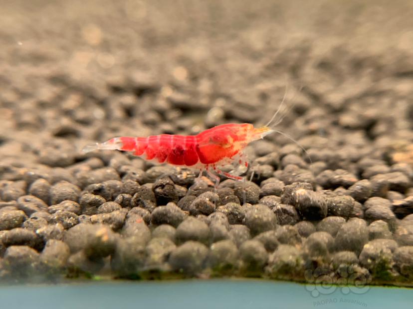 金眼红虎晶水晶虾-图5