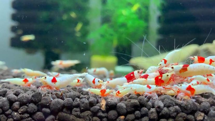 比较喜欢的系统红白水晶虾-图7