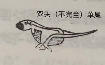 先天连体畸形孔雀鱼的八种表现形态-图4