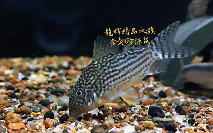 【热带鱼】特惠特惠出鱼-图3