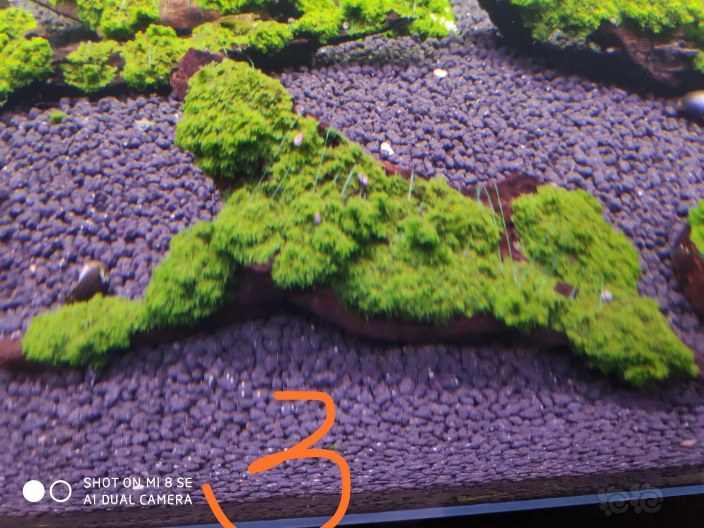 【用品】2019-07-30#RMB拍卖迷你珊瑚莫丝一块一3-图2